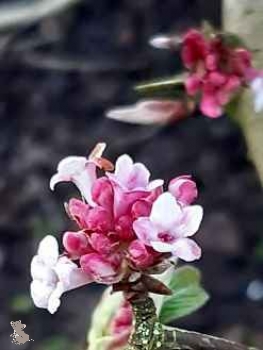 Duftschneeball (Viburnum farreri) Liefergröße 30-50 cm Co 2l